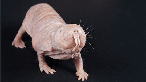 Naked Mole Rats Survive With Zero Oxygen By Using Metabolic Pathway