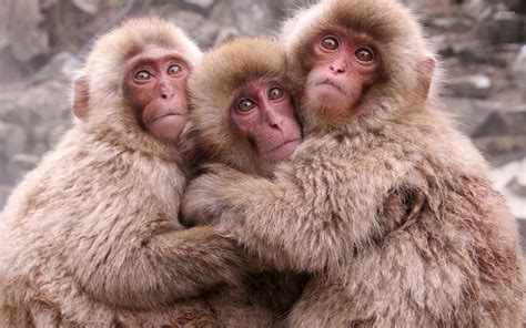 Cute Monkeys Hugging Wallpaper Animal Wallpapers 49136