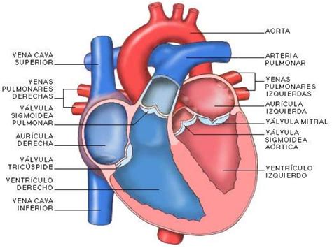 Anatomia Corazon
