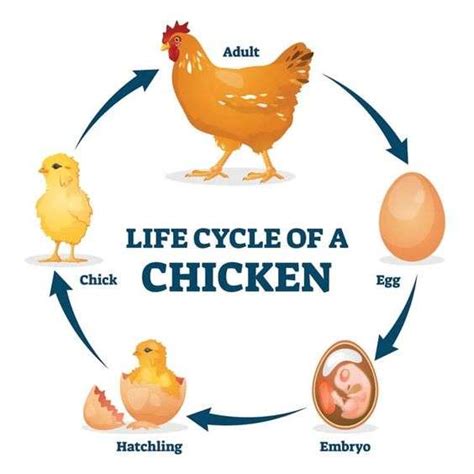 What Is The Life Cycle Of A Chicken