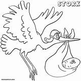 Coloring Stork Storks Funny Library Clipart Line sketch template