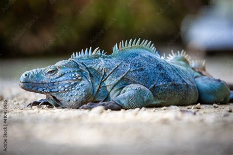 Extremely Rare Blue Iguana Cyclura Lewisi Is Protected In The Queen