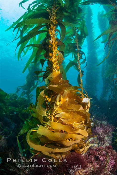 The Kelp Forest Of San Clemente Island California Macrocystis Pyrifera