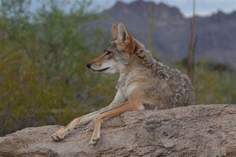 Desert Coyote Photograph By Evelyn Harrison