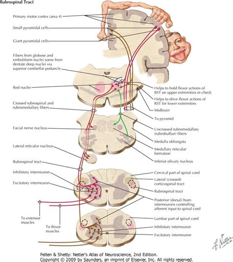 Vestibulospinal Tract Mechanical Force Brain Stem Long Tail Physical