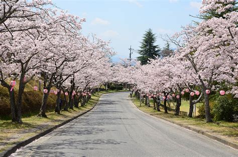 Cherry Blossoms At Nabari Central Park Visit East Nara And Nabari