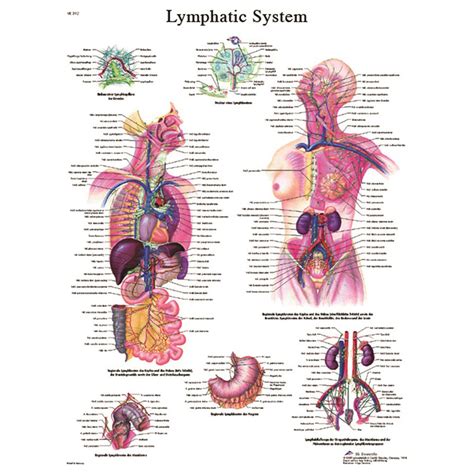 Verschiedene körpersysteme und deren einzelteile ermöglichen durch ihr ständiges zusammenspiel die funktionen, die unser leben bestimmen. Lymphatic System Anatomical Paper Chart - 20''W x 26''D