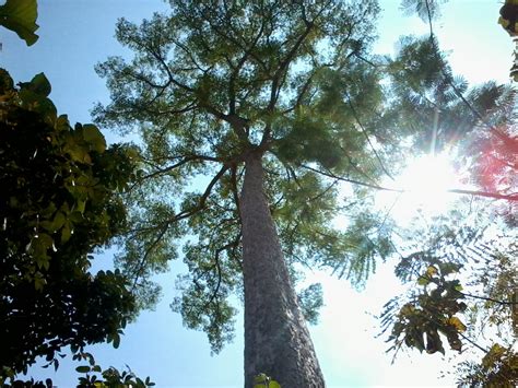 Pohon Randu Taksonomi Morfologi Manfaat Kayu Cara Tanam Serta Sexiz Pix