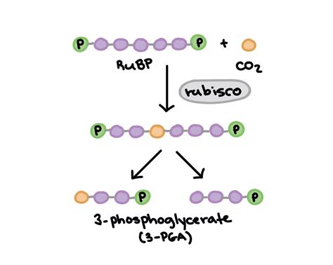Carbon fixations, autotrophic co2 fixation, fixations, carbon. 3ATP are produced in cycle c3 cycle in chloroplast Give ...