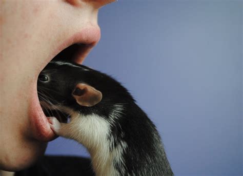 Getting A Rat Teeth Cleaning Grysn Flickr