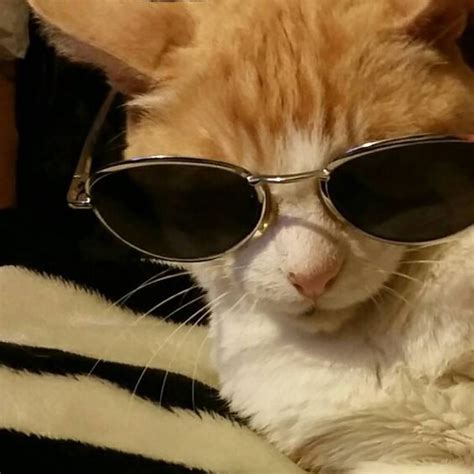 National Sunglasses Day Check Out These 5 Instagram Cats Sporting