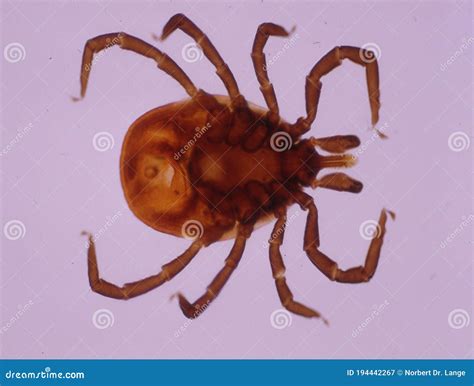 Large Tick Tick With Legs And Mouthparts Stock Image Image Of Danger