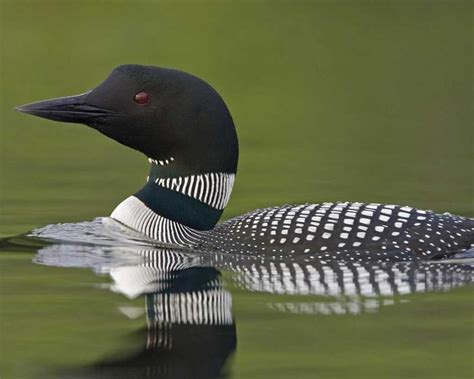 Something Wild: Loon Facts and Fate | New Hampshire Public Radio