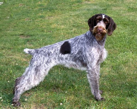 German Wirehaired Pointer Breed Photos Temperaments And Trivia About