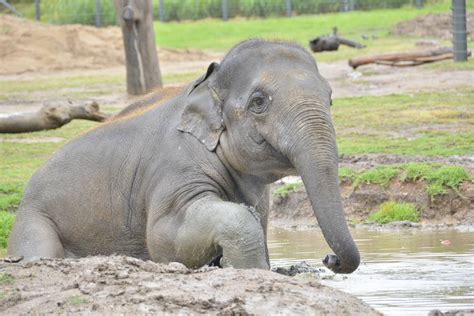 Rain Brings Out The Elephants Fun Side Photos Videos Goulburn Post