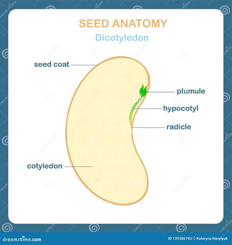 Parts Of A Bean Seed Diagram Diagram Media