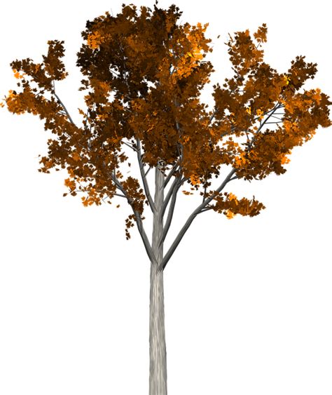 Copac Frunze Toamnă Imagine Gratuită Pe Pixabay Pixabay