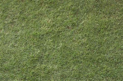 50 Free High Resolution Grass Textures For Designers Bermuda Grass Grass Textures Bermuda