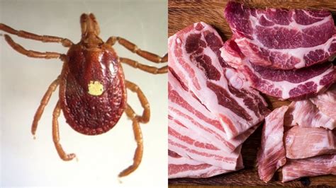 Tick Known To Cause Red Meat Allergy Expected To Be Seen In Dmv Fox 5