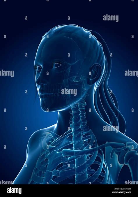 Human Skeletal System Illustration Stock Photo Alamy
