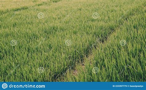 Green Rice Plants In The Rice Fields In The Morning Stock Image Image