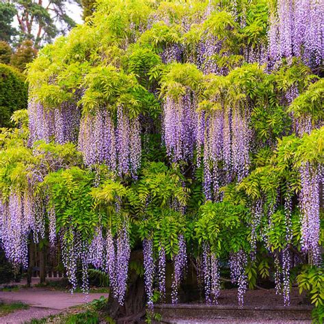 Wisteria Trees For Sale