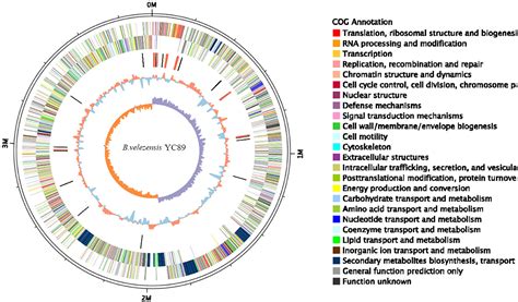 Frontiers Corrigendum Complete Genome Sequence Of Biocontrol Strain