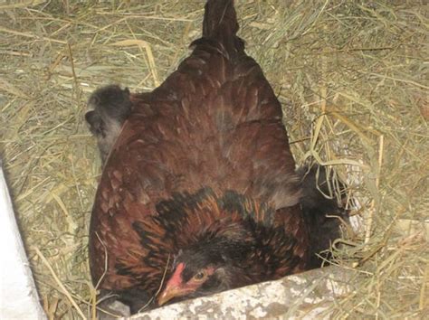 Farmer Checks On Chicken Coop But Finds Confused Hen Roosting 4 Kittens