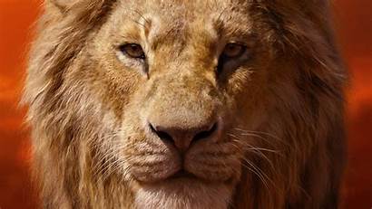 Lion Simba King 4k Donald Glover Wallpapers