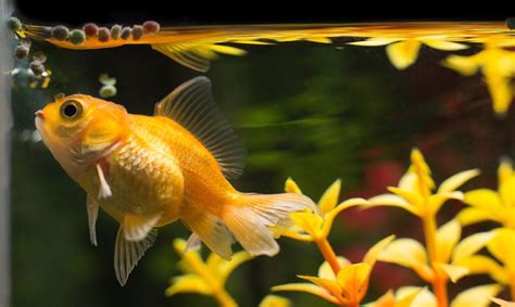 The Best Healthy Goldfish Diet Feeding And Nutrition Guide 2021