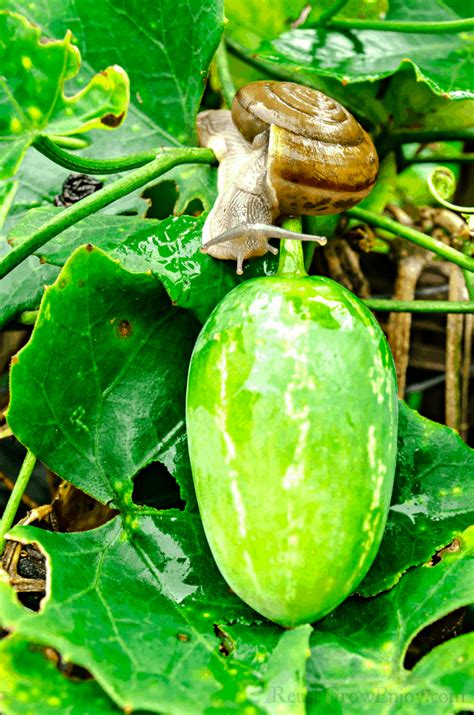 Years ago, i ran a gardening business in the seaside town of santa cruz, california. How To Naturally Control Slugs And Snails - Reuse Grow Enjoy