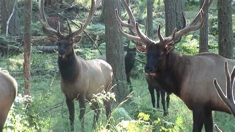 Around The Pacific Northwest With Grant Goodeve Exploring Nw Trek