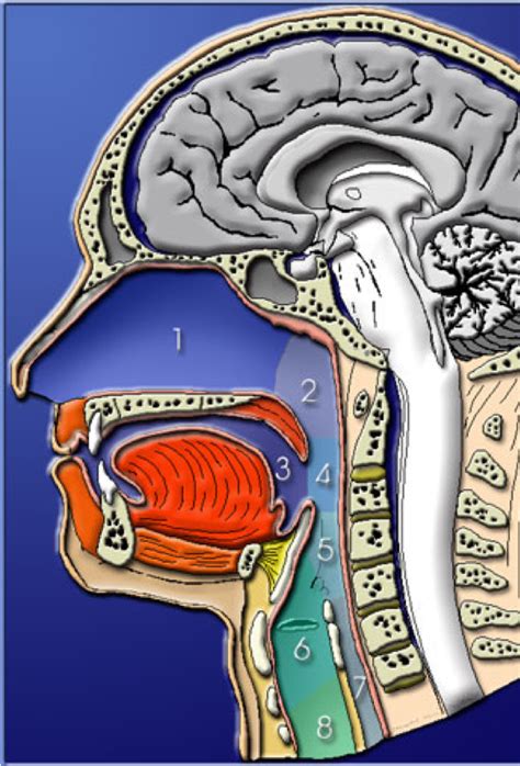 Radio Anatomie De La Sphère Orl Geremi