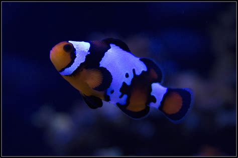 Aquaticlog Photo By Fishbone Ora Black Ice Snowflake Clownfish