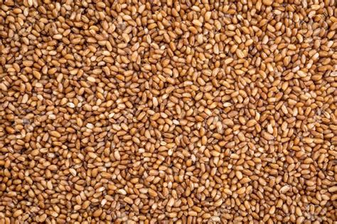 Natural Eragrostis Tef Teff Seed For Food Packaging Size 25 Kg Rs