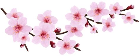 Clip Art Cherry Blossom Clip Art Pink Cherry Blossoms Clipart Flowers