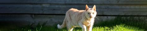 Lost Found And Feral Cats Help And Advice Cats Protection