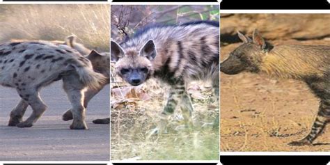 What Do You Know About Hyenas The Eco Advocate