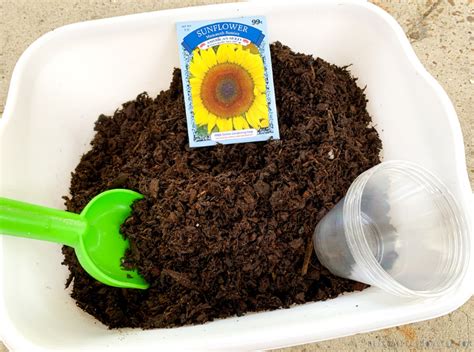 Growing Sunflowers In Pots Messy Little Monster