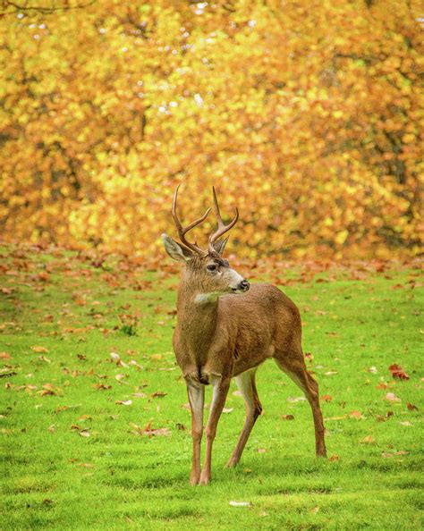 Deer In Autumn Photograph By Marilyn Wilson Fine Art America