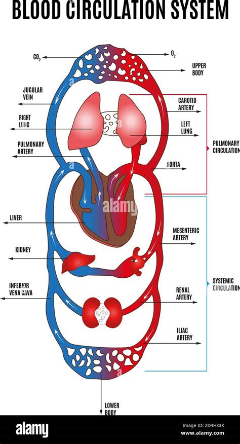 Human Circulatory System Diagram Of Circulatory System With Main Parts Labeled Vector