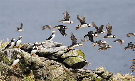 The Darling Puffins Of May Exploring One Of The Largest Uk Seabird Colonies In The Scottish