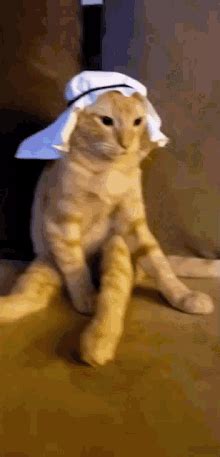 Search all the gifs and stickers. Cat Arab Cat GIF - Cat ArabCat Discord - Discover & Share GIFs