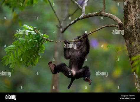 Lion Tailed Macaque Macaca Silenus Baby Aged 12 18 Months Playing In