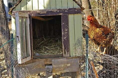 Best natural pest control option: Plan and Build Your Small Farm Chicken Coop