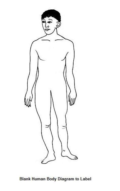 Blank Human Body Diagram With Images Human Body Diagram Body