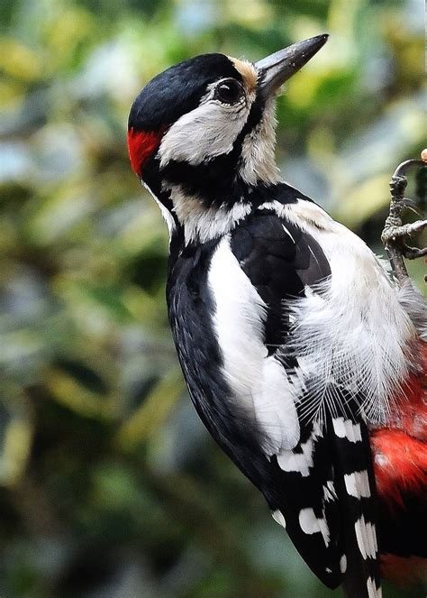 Great Spotted Woodpecker Spotted Woodpecker Beautiful Birds Woodpecker