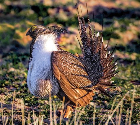 How The Greater Sage Grouse Became Colorados Most Contentious Animal