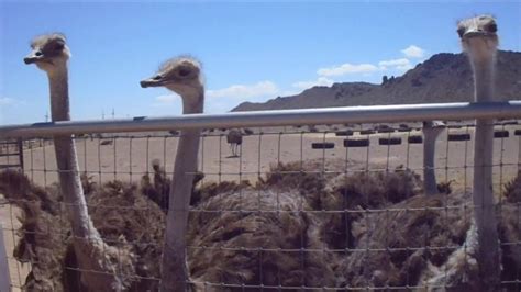 Ostriches At Ostrich Ranch Arizona Usa May 2017 СТРАУСЫ АРИЗОНА
