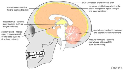 The central nervous system (cns) is comprised of the brain and spinal cord. Central Nervous System Diagram Brain / Brain And Body A ...